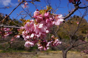 頼朝桜って河津桜なんだけど。