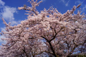 三寒四温の寒の最後になってほしい。