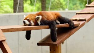 夏バテ対策