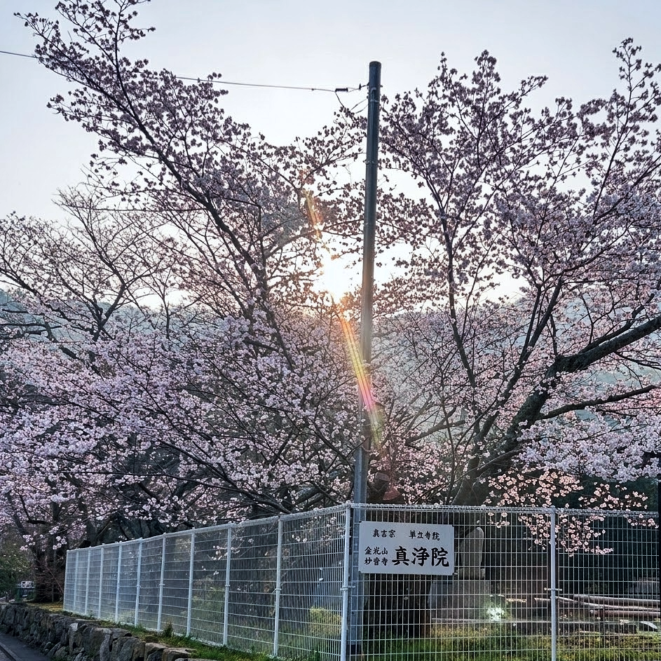 今年の花見、準備OK？