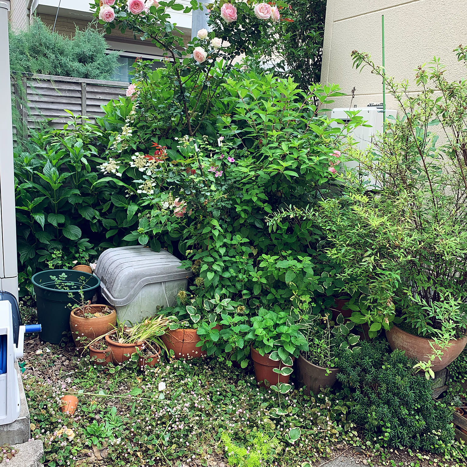荒れ放題の庭